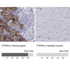 Anti-PTPRN Antibody