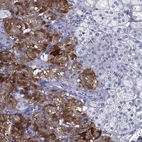 Immunohistochemical staining of human adrenal gland shows high expression.