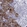 Anti-PTPRN Antibody