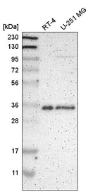 Anti-HNRNPA1 Antibody