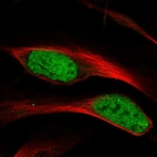 Immunofluorescent staining of human cell line U-2 OS shows localization to nucleoplasm.