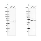 Western blot analysis using Anti-NELFE antibody HPA007187 (A) shows similar pattern to independent antibody HPA046502 (B).