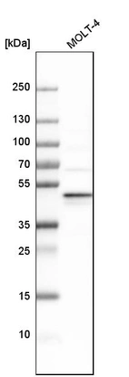 Western blot analysis in human cell line MOLT-4.
