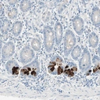 Immunohistochemical staining of human small intestine shows strong cytoplasmic positivity in a subset of glandular cells.
