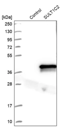 Western blot analysis in control (vector only transfected HEK293T lysate) and SULT1C2 over-expression lysate (Co-expressed with a C-terminal myc-DDK tag (~3.1 kDa) in mammalian HEK293T cells, LY420736).