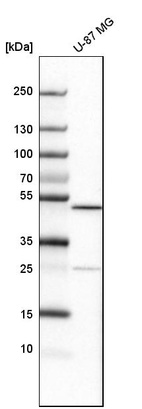 Western blot analysis in human cell line U-87 MG.