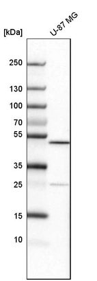 Western blot analysis in human cell line U-87 MG.