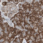 Immunohistochemical staining of human pancreas shows strong cytoplasmic/membranous positivity in exocrine glandular cells and moderate cytoplasmic/membranous positivity in endocrine glandular cells.