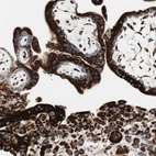 Immunohistochemical staining of human placenta shows strong cytoplasmic/membranous positivity in trophoblastic cells and decidual cells.