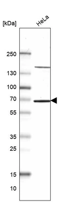 Western blot analysis in human cell line HeLa.