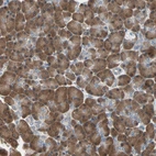 Immunohistochemical staining of human pancreas shows strong cytoplasmic positivity in exocrine glandular cells.