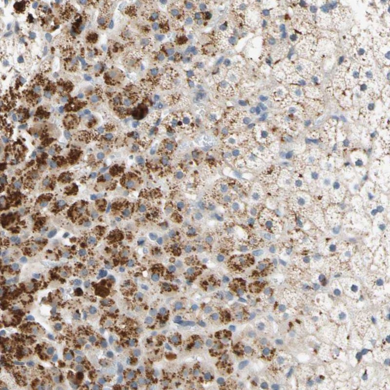 Anti-FAM198B Antibody