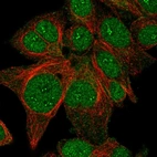 Immunofluorescent staining of human cell line Hep G2 shows localization to nucleus, nucleoli fibrillar center & the Golgi apparatus.
