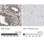 Anti-CD81 Antibody