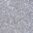 Immunohistochemical staining of human pancreas shows very weak cytoplasmic positivity in a subset of exocrine glandular cells.