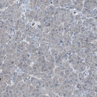 Immunohistochemical staining of human pancreas shows very weak cytoplasmic positivity in a subset of exocrine glandular cells.