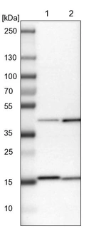 Lane 1: NIH-3T3 cell lysate (Mouse embryonic fibroblast cells)_br/_Lane 2: NBT-II cell lysate (Rat Wistar bladder tumour cells)