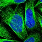 Immunofluorescent staining of human cell line U-2 OS shows localization to nuclear speckles & microtubules.