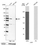 Western blot analysis in human cell lines A-431 and HEK293 using Anti-LAD1 antibody. Corresponding LAD1 RNA-seq data are presented for the same cell lines. Loading control: Anti-PFN1.