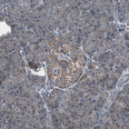 Immunohistochemical staining of human pancreas shows strong membranous positivity in islets of Langerhans.