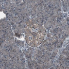 Immunohistochemical staining of human pancreas shows strong membranous positivity in islets of Langerhans.
