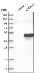 Western blot analysis in control (vector only transfected HEK293T lysate) and CAMK1D over-expression lysate (Co-expressed with a C-terminal myc-DDK tag (~3.1 kDa) in mammalian HEK293T cells, LY407015).