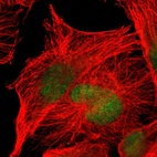 Immunofluorescent staining of human cell line U-251 MG shows localization to nucleus.