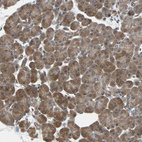 Immunohistochemical staining of human pancreas shows moderate membranous-cytoplasmic positivity in exocrine glandular cells.
