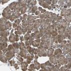 Immunohistochemical staining of human pancreas shows moderate membranous-cytoplasmic positivity in exocrine glandular cells.