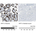 Anti-KRT7 Antibody