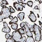 Immunohistochemical staining of human placenta shows strong membranous positivity in trophoblastic cells.
