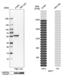 Western blot analysis in human cell lines A-549 and HEK293 using Anti-KRT7 antibody. Corresponding KRT7 RNA-seq data are presented for the same cell lines. Loading control: Anti-COX4I1.