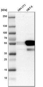 Western blot analysis in mouse cell line NIH-3T3 and rat cell line NBT-II.
