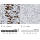 Anti-SPINK4 Antibody