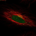 Immunofluorescent staining of human cell line HeLa shows localization to nucleus, the Golgi apparatus & vesicles.