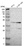 Anti-ZSCAN30 Antibody
