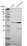 Anti-ZSCAN30 Antibody