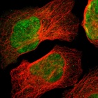 Immunofluorescent staining of human cell line U-2 OS shows localization to nucleoplasm.