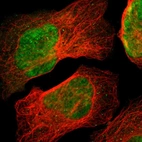 Immunofluorescent staining of human cell line U-2 OS shows localization to nucleoplasm.