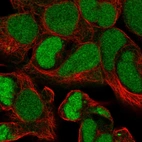 Immunofluorescent staining of human cell line HEK 293 shows localization to nucleus.