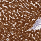 Immunohistochemical staining of human liver shows high expression.