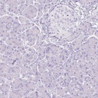 Immunohistochemical staining of human pancreas shows low expression as expected.