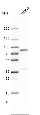 Western blot analysis in human cell line MCF-7.