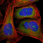 Immunofluorescent staining of human cell line U-2 OS shows localization to nucleoli fibrillar center & cytosol.