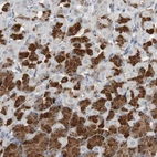 Immunohistochemical staining of human stomach shows strong cytoplasmic positivity in glandular cells.