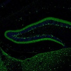 Immunofluorescence staining of mouse hippocampus shows selective immunoreactivity in the dentate gyrus neurons.