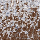 Immunohistochemical staining of human stomach shows strong cytoplasmic positivity in glandular cells.