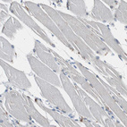 Anti-CALB2 Antibody