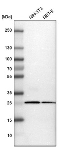 Western blot analysis in mouse cell line NIH-3T3 and rat cell line NBT-II.