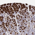 Immunohistochemical staining of human stomach shows strong cytoplasmic positivity in glandular cells.